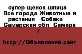 супер щенок шпица - Все города Животные и растения » Собаки   . Самарская обл.,Самара г.